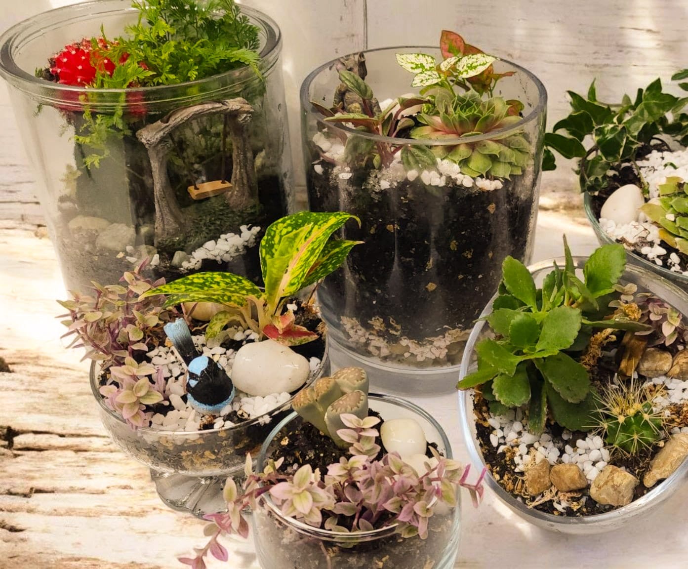 Terrarium - Mini Naturescape