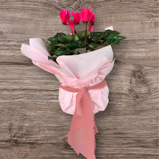 Cyclamen Plant