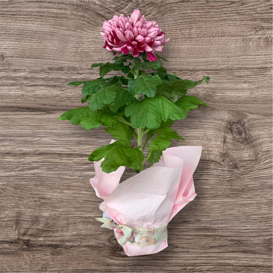 Chrysanthemum Plant