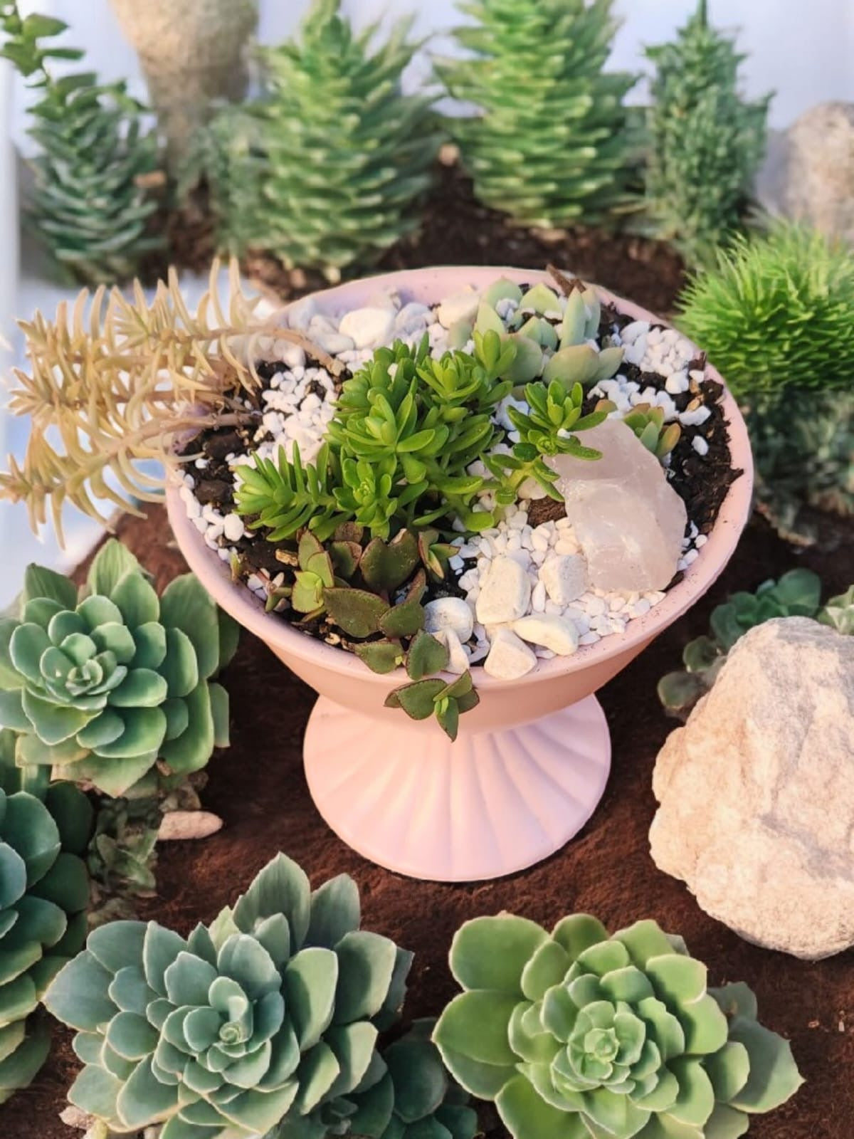 Terrarium - Mini Naturescape