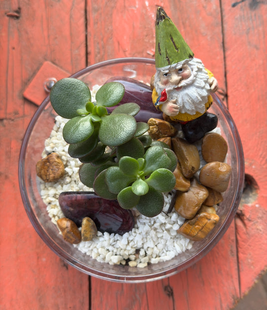 Terrarium - Mini Naturescape